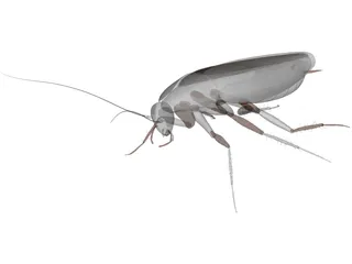 Cockroach 3D Model preview