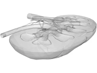 Kidney Interior 3D Model preview