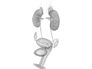 Urinary and Reproductive System Female 3D Model preview