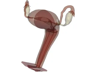 Reproductive System Female 3D Model preview