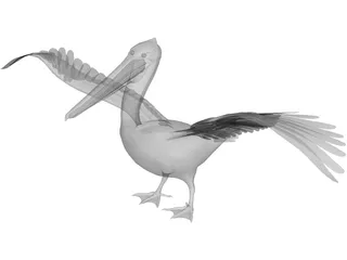 Pelican 3D Model preview