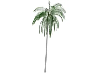 Cocos Nucifera 3D Model preview