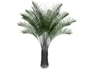 Butia Capitata 3D Model preview