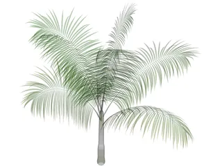 Dictyosperma Album 3D Model preview