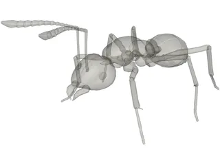 Ant 3D Model preview
