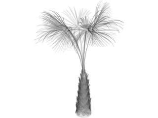 Sabal Palmetto Tree 3D Model preview