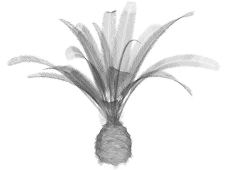Phoenix Canariensis 3D Model preview