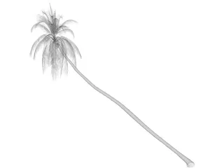 Cocos Nucifera 3D Model preview