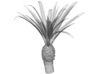 Phoenix Canariensis 3D Model preview