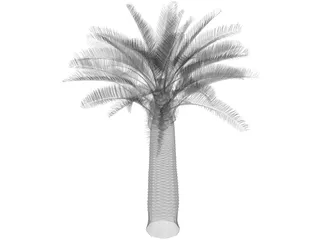 Jubaea Chilensis 3D Model preview