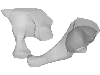 Pelvis 3D Model preview