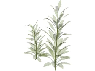 Cordylinea Glauca 3D Model preview