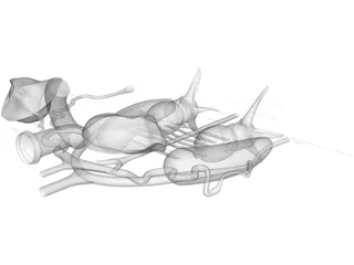 Frog Male Anatomy 3D Model preview