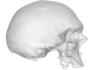 Skull 3D Model preview