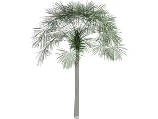 Sabal Palmetto 3D Model preview