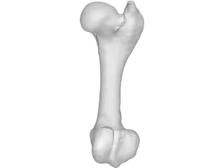 Porcine Femur 3D Model preview