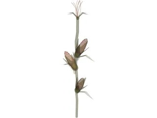 Corn Stalk 3D Model preview