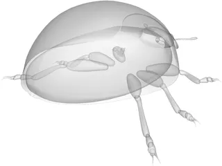 Ladybird 3D Model preview