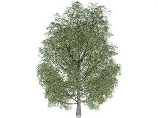 Maple Tree 3D Model preview