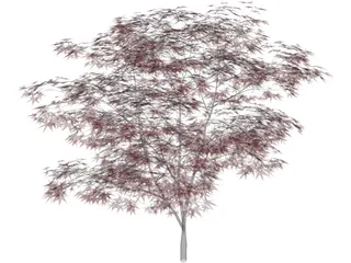Japanese Maple Tree 3D Model preview