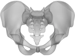 Pelvis and Sacrum 3D Model preview