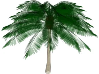 Palm Tree 3D Model preview