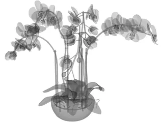 Orchid 3D Model preview