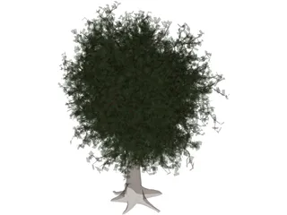 Oak Tree 3D Model preview