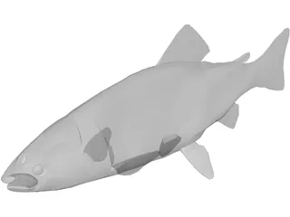 Rainbow Trout 3D Model preview