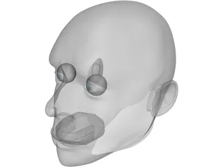 Head Male 3D Model preview