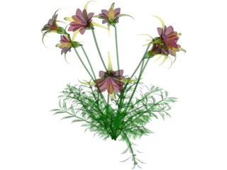 Aquilegia Bied 3D Model preview