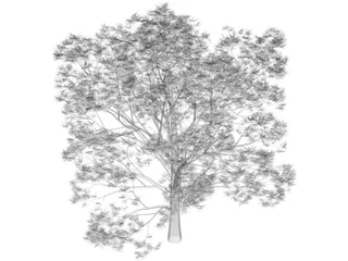 Oak Tree 3D Model preview
