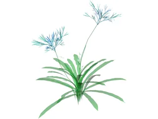 Agapanthus 3D Model preview