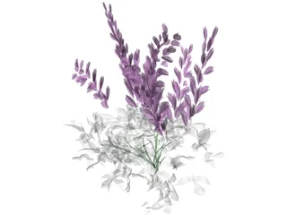 Astilbe Chinensis 3D Model preview