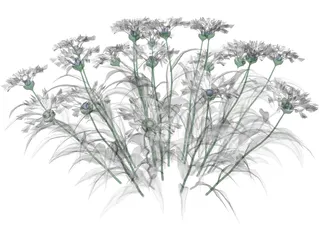 Centaurea Montana 3D Model preview