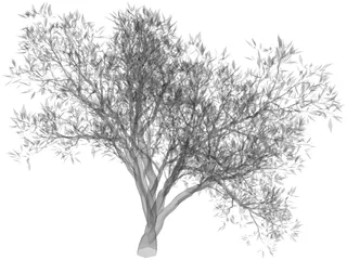 Olive Tree 3D Model preview
