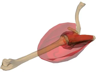 Shoulder Muscle 3D Model preview