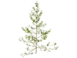 Pine Tree 3D Model preview