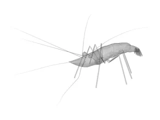 Shrimp 3D Model preview
