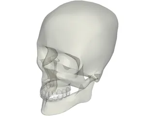 Skull 3D Model preview