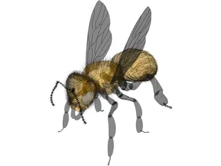 Bee with Fur 3D Model preview