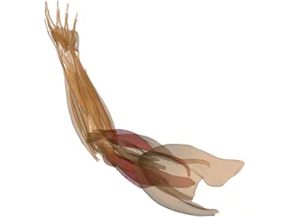 Hand Muscle 3D Model preview