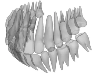 Teeth 3D Model preview