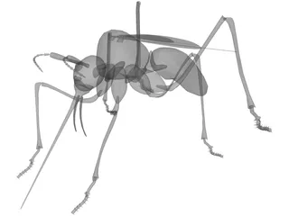 Mosquito 3D Model preview