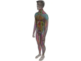 Human Male Complete Anatomy 3D Model preview