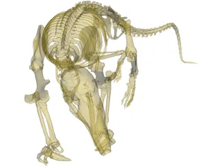 Skeleton Prehistoric 3D Model preview