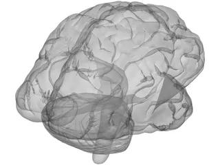 Brain 3D Model preview
