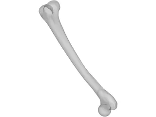 Femur Bone 3D Model preview
