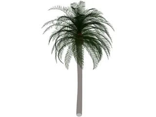 Coconut Tree 3D Model preview