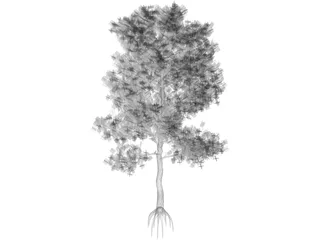 Pinus Coulteri Tree 3D Model preview